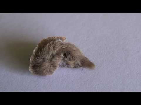 Oruga "gato lanudo", "oruga peluche" u "oruga pollito" muy peligrosa (Megalopyge opercularis)