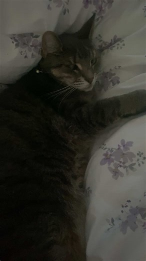 #yr8 #fyp #school #prime