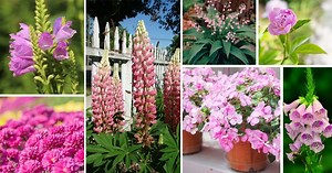 32 Best Pink Perennial Flowers That Will Bloom Forever