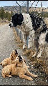 296K views · 5.4K reactions | Mother Dog Trapped in Barbed Fence, Crying for Help While No One Stops...  Read the full story in the comments ⬇️ | We Love All Pitpulls | Facebook