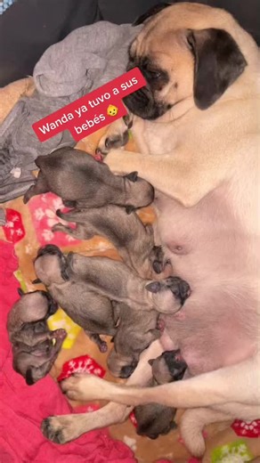 Descubre los Lindos Bebés Pug Acabados de Nacer