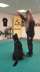 875K views · 10K reactions | "Hängande gömma mitt I rum" är lite av det knepigare man kan utsätta hundarna för. Titta hur Rottweilern Rozzo pejlar in doftmolnet och gömman. Hundföraren och matten Petra belönar sedan vid gömman. //Christer Hofström narkotikahund@k9narc.se www.k9narc.se #svenskaspecialsökhundar #k9narc | Svenska Specialsökhundar. k9narc.se | Facebook