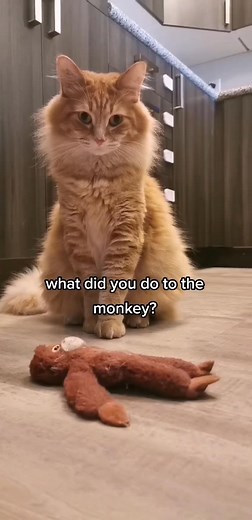 80K views · 4.8K reactions | he's a sensitive boy 李 | Walter the Catt | Facebook