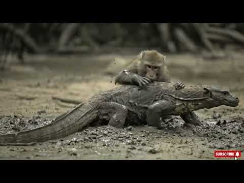 A Mother Macaque Bites a Monitor Lizard to Save Her Screaming Infant