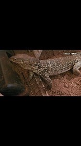 Fat Lizard Eating Many Chick | Insect Forest