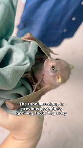 204K views · 9.5K reactions | Name a Bat ...