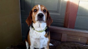 934K views · 9.9K shares | I'm not usually a morning person, but bacon makes all the difference. | America's Funniest Home Videos | Facebook