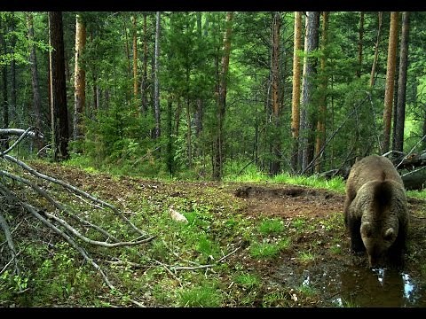 Taiga Forest. Beautiful and wild places of Russia.