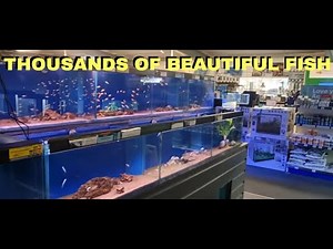 Beautiful Tropical Fish