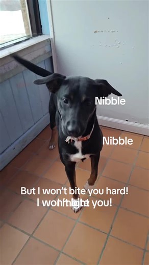 A Day in Doggy Daycare: Playful Pup Moments