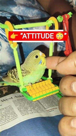👉 “He Is Ignoring Me Today 😒🐦” #shorts #budgie