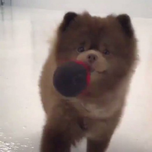 Bear or dog? 😍🐻 | LADbible