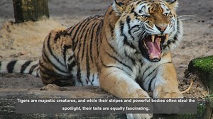 10 Surprising Facts About Tiger Tails