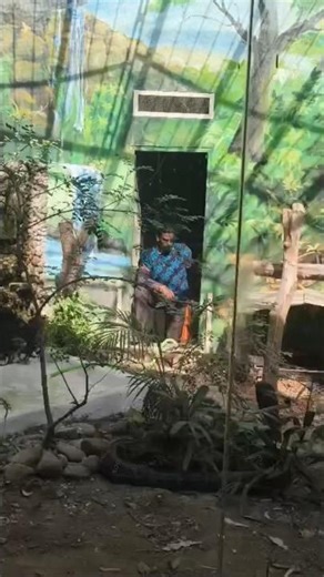 Snake 🐍 #kingkobra