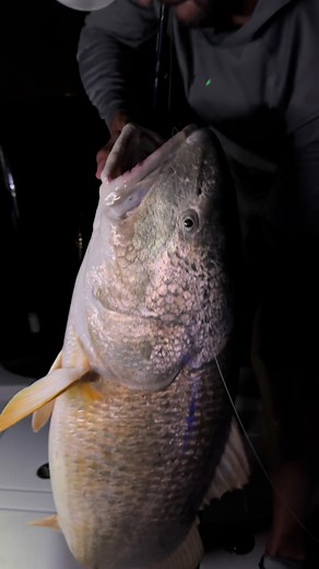 9” K-tail Catch: Quick Hatch Strike with No Live Bait