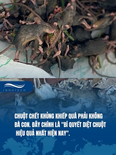 Giảm chuột, động vật trung gian truyền lây mầm bệnh trong trang trại #innotech #trending #chănnuôi