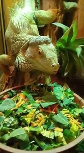 1.1K views · 55 reactions | Gizmo our Green Iguana (Iguana iguana)...