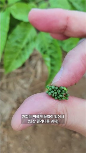 인삼 꽃 실제로 볼 수 있을까? #유튜버 #건강 #6년근 #홍삼 #홍삼액 #인삼 #인삼꽃