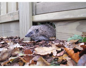 Hedgehog nest building