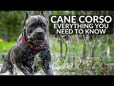 Cane Corso 101! Everything You Need To Know About Owning a Cane Corso Puppy