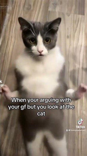 My cat's stare ended the whole argument #catshorts #relatable #memes #cat #cats #share #humor