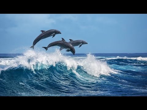 Dolphins Swimming and Jumping with Boat