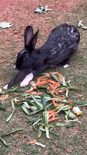 Have you seen Rabbit Stretches??#animals #love #travel #cute #humor #nature #trending #viral #funny