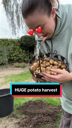 My Biggest Potato Harvest Ever!