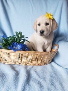 Lab Mix Puppies for Sale - Green Valley Puppies