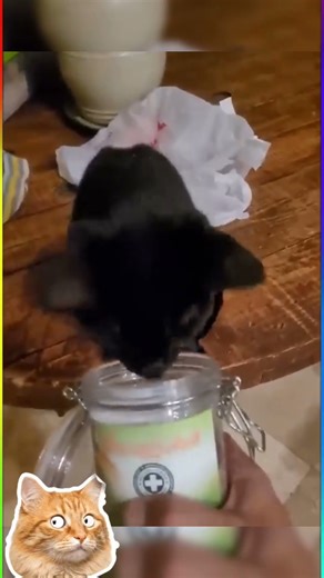 cat's head stuck in a jar #lol #petshorts #shortviral