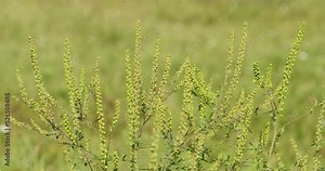 Ambrosia artemisiifolia flowers (common ragweed, annual ragweed)