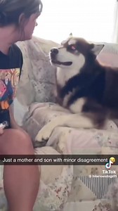 So funny huskies 😅🩷🩷🩷 #huskies #huskylifestyle #husky #funnyhusky #huskylove #funnydogs | Husky World