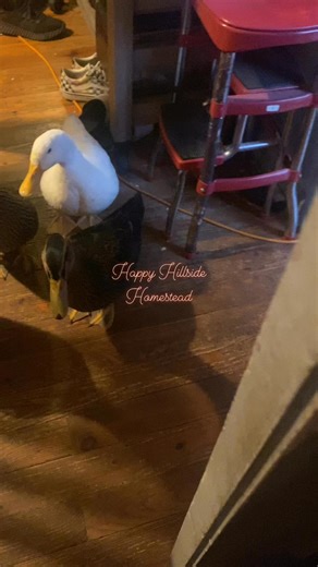 They didn’t want to go outside 😆 didn’t get the duck diapers yet 🤫 #farmers #viralpost2025シ #viralreelsシ #mylife #ducks #ducklover #homesteading #homestead | Jess Pizarro