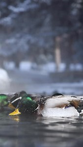 Iced up mallards !! These birds always amaze me !! #ducks #waterfowl #duckhunting #wildlifephotography | Beau Brooks