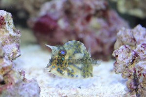 Boxfish Archives