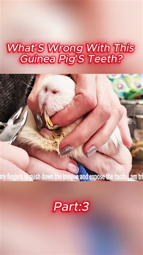 #WhatsWrong #GuineaPigTok #PetHealth #WeirdButTrue #ViralPets | guinea pig teeth trim