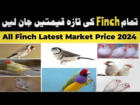 All finch price 2024 | Finch price in pakistan | Finch mutations price | all types of finch rate