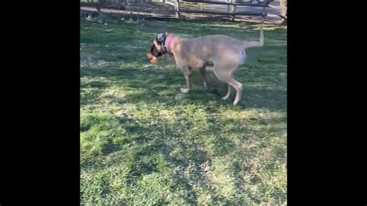 Melody in her happy place! 🎵 🎶 She’s a gorgeous, young lady who is slowly coming out of her fearful shell. We don’t know her history but the poor girl must have been through some shit. If you were at our egg hunt you got the chance to meet Melody and see first hand how scared she is around unknown humans. But, she did open up with help from the dogs. That made us very happy! Melody will be just fine with patience and time. Her forever home will need to check a few boxes but we are confident Me