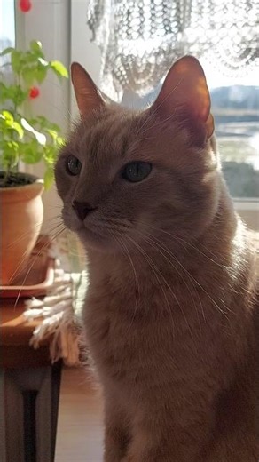 Spin the cat with Popipo #shorts #cat #funny