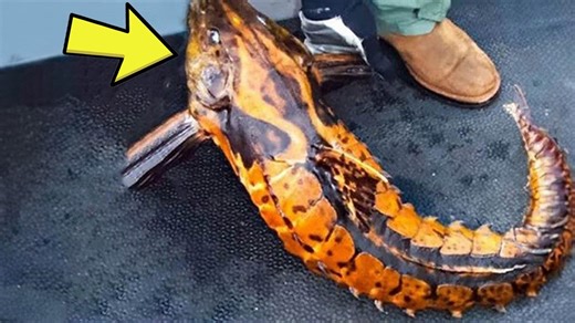 Fisherman Catches Weird Creature – Then Bursts Into Tears After Discovering What It Is!