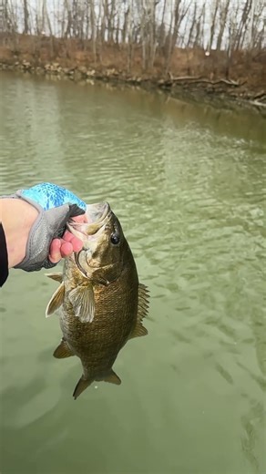 This smallmouth was THICK #smallmouthbass #smallmouthfishing #riverfishing #kayakfishing #missouri