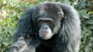 Bruno the Chimpanzee