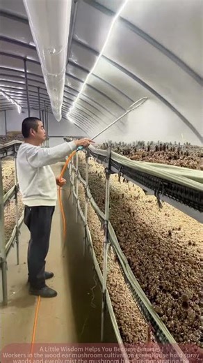 The Humidity Secret of Mushroom Farm: Spraying + Scientific Management = Good Harvest!