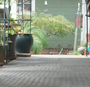 🤣 Duke was so funny when he was little... | DoodlesDesigns