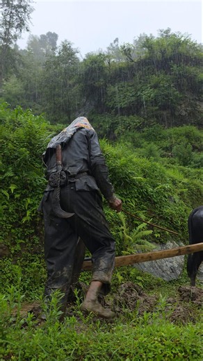 Heavy Rain Paddy Farming in Nepal's Himalayan Village | Traditional Bull Ploughing in the Mountains