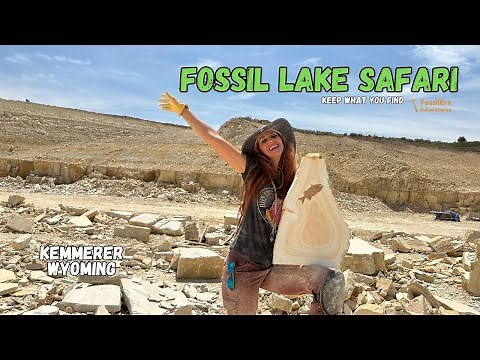 RARE FOSSIL FISH Hunt- Wyoming Fossil Lake Safari KEEP what you dig up GREEN RIVER FORMATION
