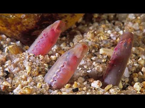 Infraphylum Agnatha Part 2: Class Petromyzontida (Lampreys)