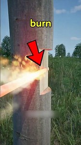 They BURN This Tree to Create One of the World’s Most Expensive Woods! 🌳🔥💰