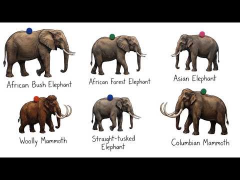 Every Elephant Titan Explained