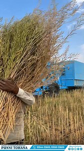 118K views · 1.3K reactions | Watch the Punni B2B Multi-Crop Thresher effortlessly threshing mustard! Faster, more efficient, and built for farmers' success.  #PunniThresher #MultiCropThresher #FasterThreshing #FarmTech #MustardHarvest | Punni Tohana | Facebook